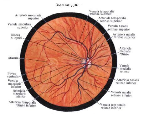 Ocular fundus