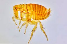 Xenopsylla cheopis: Bites, Plague Transmission, Diagnosis, Treatment ...