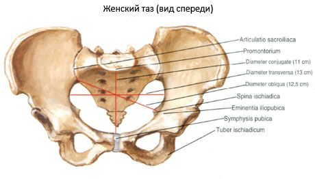 The pelvis as a whole
