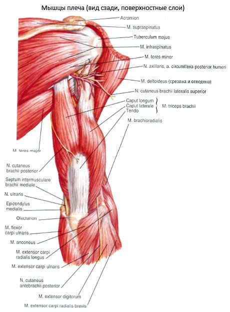 The triceps brachialis muscle (triceps pecula)