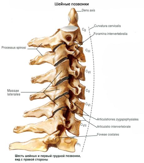 Cervical vertebrae: anatomy, structure, function