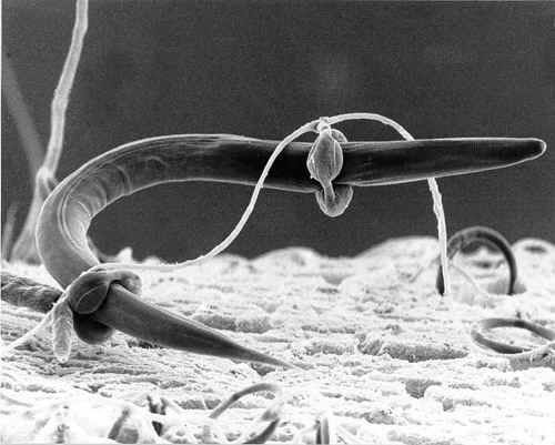 Pathogens of zygomycosis